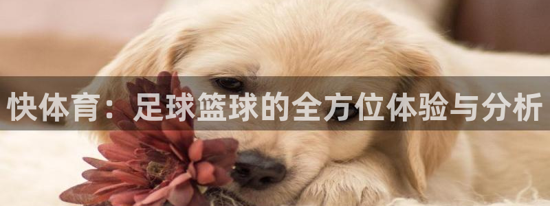 九球直播一一看球更容易：快体育：足球篮球的全方位体验与分析